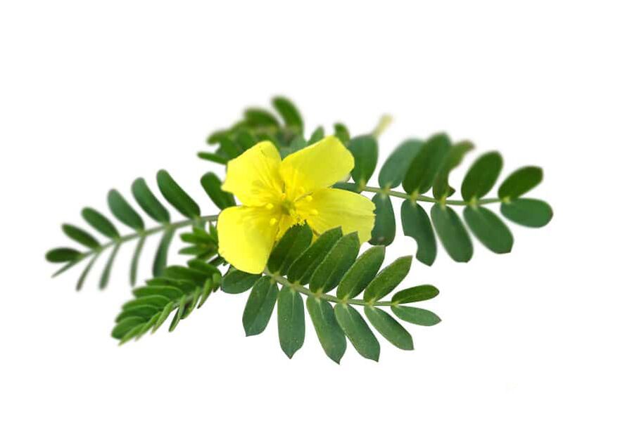 Tribulus terrestris osana Glucorenist